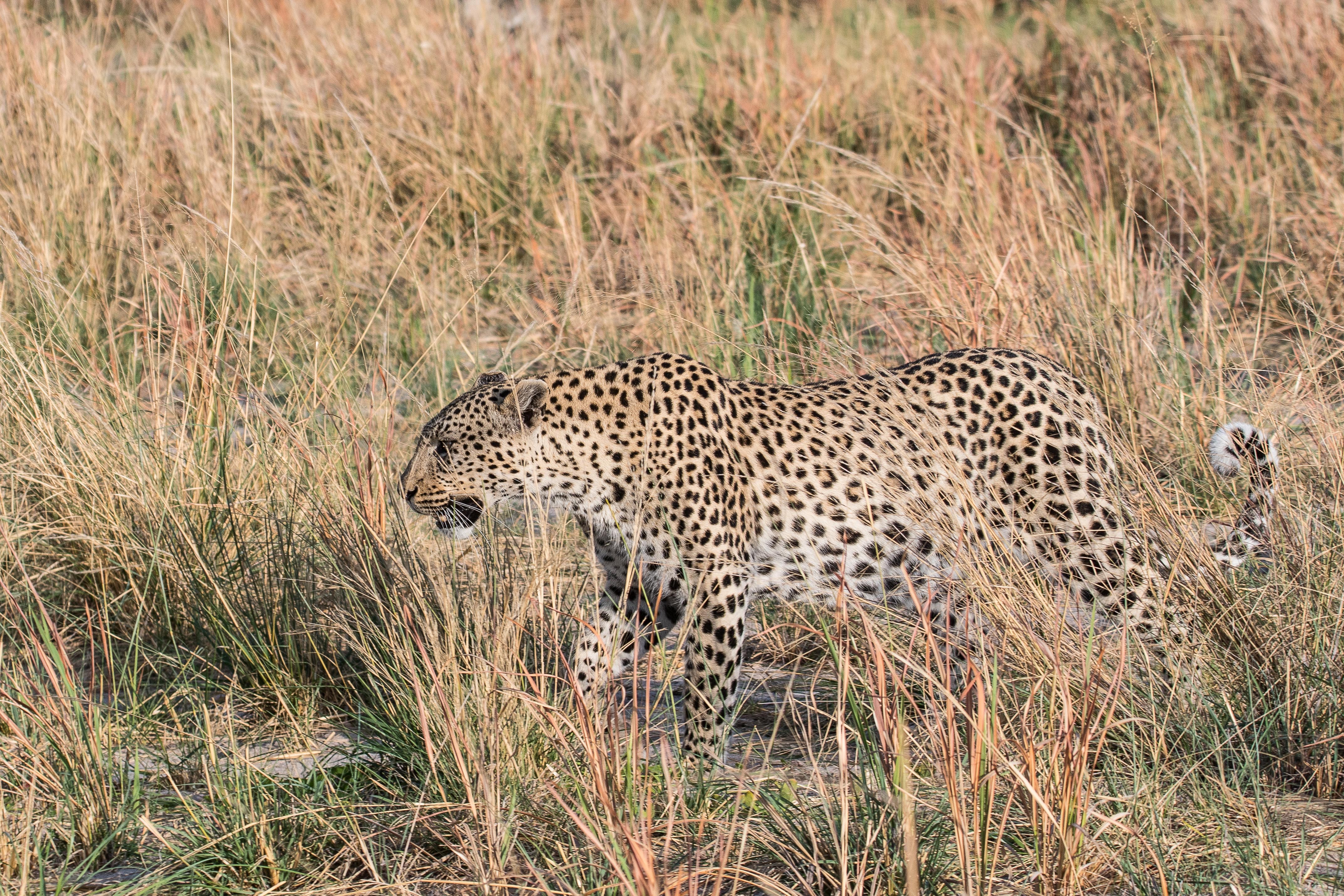 Léopard (Leopard, Panthera pardus), femelle d'environ 4 ans déambulant dans une brousse sèche, Shinde, delta de l'Okavango, Botswana.